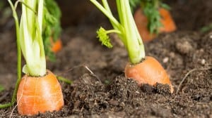 The general manager of the Department of Organic Agriculture in Saudi Arabia said organic farming is booming in Saudi Arabia. (File photo: Shutterstock) 