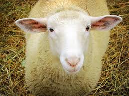 UK: British livestock farming and the supply of lambs for Qurbani -   - Daily Halal Market News