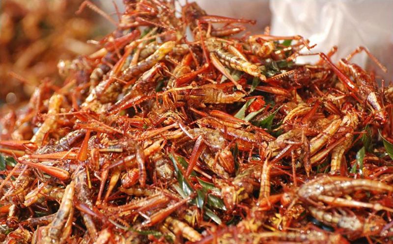 Edible-insects-